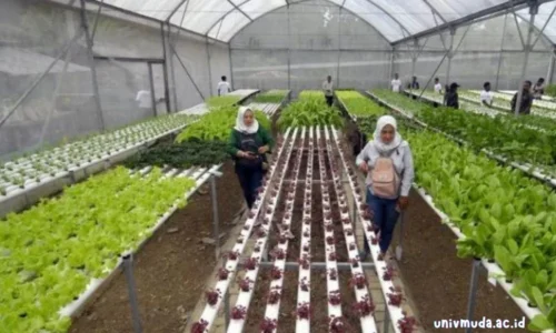 7 Alasan Kenapa Mahasiswa Agribisnis Harus Mempelajari Matkul Teknologi Produksi Tanaman